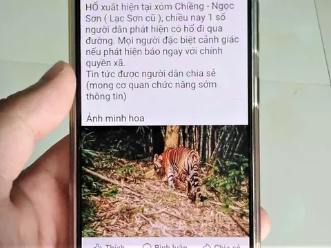 "Hổ xuất hiện ở Phú Thọ": Công an vào cuộc xác minh