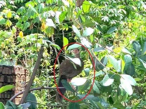 Con vật có hình thù lạ trong vườn ở TPHCM có tên tại Sách Đỏ mang đặc điểm như thế nào?