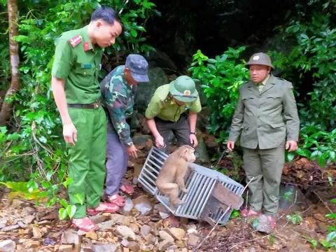 Hai cá thể khỉ quý hiếm được phát hiện trong vườn nhà dân có đặc điểm gì đặc biệt đáng chú ý?