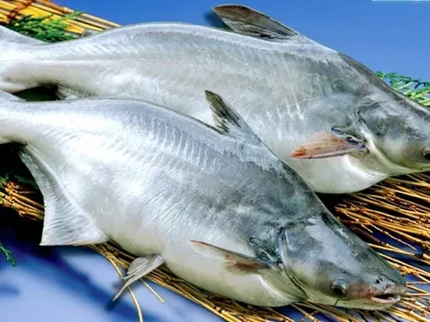 Ở Việt Nam có 1 loại cá được ví như "vàng trắng", đó là cá gì mà lên kệ siêu thị lớn tại Mỹ, Trung Quốc?