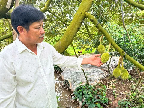 Loại "cây tỷ đô" giúp anh nông dân thu hàng tỷ đồng mỗi năm, là cây gì mà rất quen thuộc, ai cũng có thể biết?