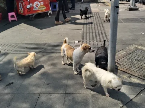 Từ 15/12, quay clip chó không rọ mõm gửi công an, người dân có bị xử phạt hay không?