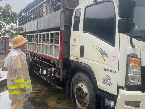 Phát hiện 2 ô tô tải chở heo nghi nhiễm bệnh, cảnh sát giao thông làm ngay điều này lúc 3h30 sáng