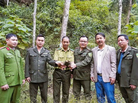 Người dân Nghệ An bắt gặp động vật hoang dã thuộc nhóm cực kỳ nguy cấp, nằm trong Sách đỏ Việt Nam và thế giới, là con gì?
