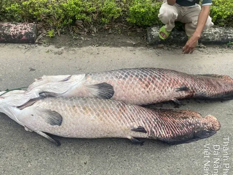 Phát hiện 3 con cá nghi là cá hải tượng Amazon chết nổi trên mặt hồ ở Đà Nẵng: Loài cá này có gì đặc biệt?