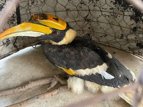 Chim hồng hoàng quý hiếm nặng 3kg bay lạc vào nhà dân ở TPHCM có đặc điểm gì đặc biệt?