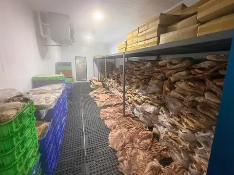 Rùng mình 50 tấn thịt heo được "phù phép" thành đặc sản bắp dê Australia, nhím, nai