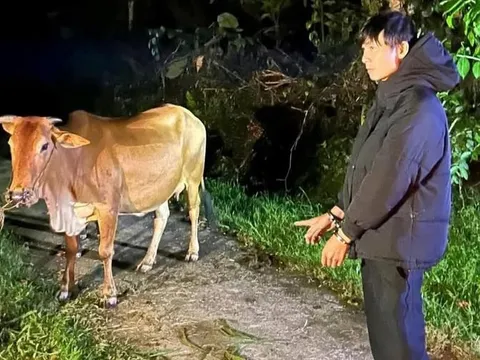 Nguyễn Nhật Phương dắt trộm 2 con bò bị xử lý thế nào?