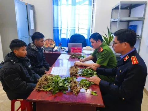 Đối tượng chuyên trộm cắp ở vùng sâm Ngọc Linh sa lưới, hé lộ danh tính