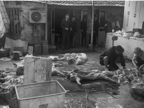 Khởi tố bị can đối với 6 đối tượng trong đường dây giết mổ, tiêu thụ lợn bệnh ở Hưng Yên