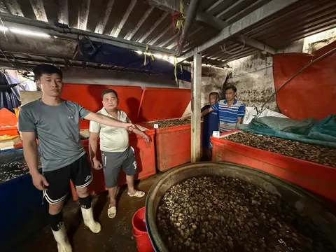 Dùng 500 tấn "thủy tinh lỏng" ngâm 3.000 tấn thịt ốc bươu: Một sự thật gây choáng