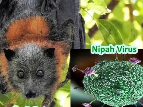 Ấn Độ ghi nhận ổ dịch do virus Nipah, Bộ Y tế nêu 5 khuyến cáo "nóng"