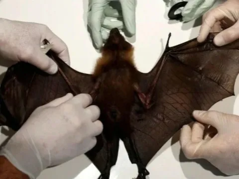 Công văn 112/PB-BTN: Chỉ đạo khẩn về phòng chống dịch bệnh do vi rút Nipah