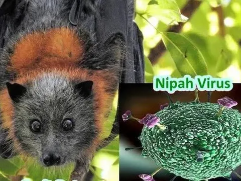 Người phát ngôn Bộ Ngoại giao nói gì về tình hình phòng chống dịch bệnh do virus Nipah gây ra tại Việt Nam?
