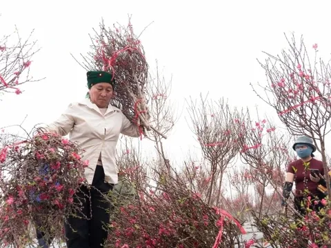 Dự báo thời tiết Tết Nguyên đán mới nhất: Không khí lạnh mạnh sắp tràn về