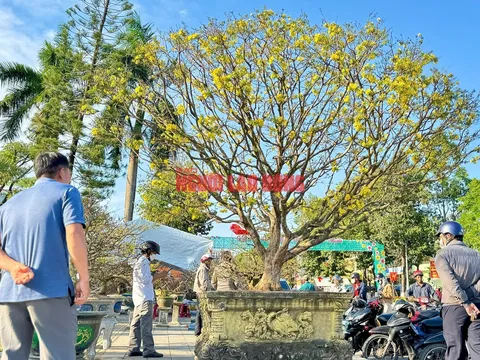 Cây mai được trả giá hơn 1 tỉ đồng, chủ nhân chưa muốn bán, có hình dáng ra sao mà "chảnh" đến vậy?