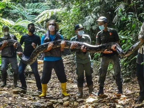 Chạm mặt "quái thú" dài hơn 7m, nặng gần 100kg: Là con gì mà khiến ai thấy cũng phải hoảng hốt?