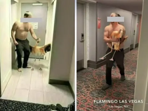 Bắt chim hồng hạc mang vào phòng khách sạn, một du khách vướng vòng lao lý