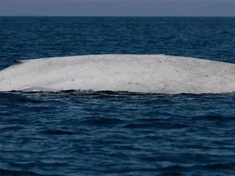 Sinh vật biển cực quý hiếm xuất hiện tại khu bảo tồn biển nổi tiếng có gì đáng chú ý?