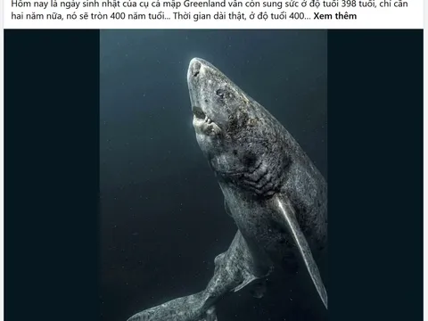 Sự thật bất ngờ về "cá mập 400 tuổi"