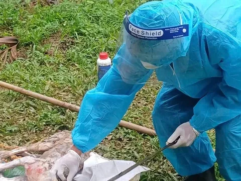 Đau lòng 3 người dân bị chó dại tuột xích cắn thương tích