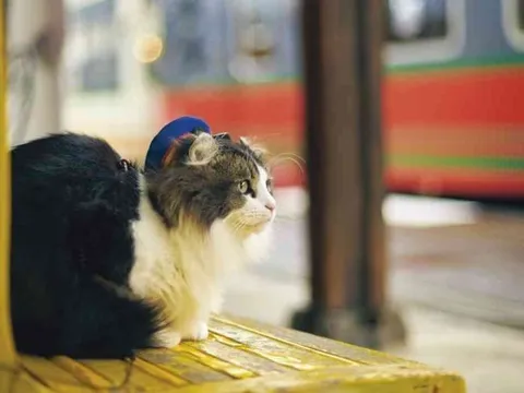 Từ 15/5/2026, mang chó mèo lên tàu có thể bị phạt đến 1 triệu đồng theo Nghị định 81 thế nào?