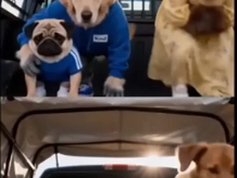 Thông tin về 7 con chó đi dọc theo đường cao tốc tìm đường về nhà: Sự thật bất ngờ