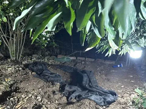 Vụ sát hại cụ bà 87 tuổi trong vườn chuối ở Hải Phòng: Nghi phạm trốn trên cây rồi tụt xuống đi tìm kiếm nạn nhân như chưa có chuyện gì xảy ra