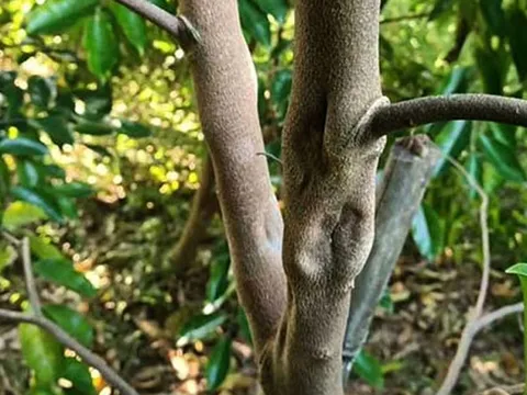 Loại cây có nguồn gốc Trung Quốc được ví như ‘vàng lỏng lộ thiên’ tại Việt Nam, người trồng thu về hàng tỷ đồng/kg