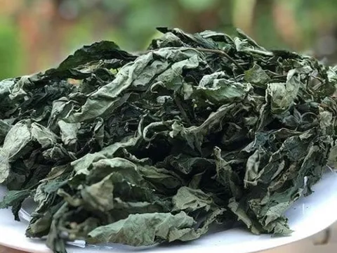 Việt Nam là nước sở hữu loại lá đắt đỏ bậc nhất thế giới, 150 triệu đồng mới mua được 1 kg lá sấy khô