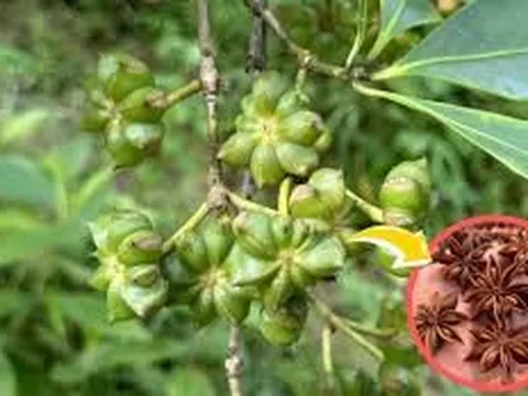 Sửng sốt: Một loại hoa khô từng bị lãng quên nay hóa "vàng ròng", mang về hơn 1.000 tỷ chỉ sau 8 tháng!