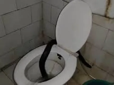 Bác sĩ hoảng loạn khi mở cửa phòng tắm, cảnh tượng hãi hùng khiến ai cũng chết lặng