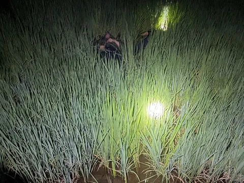 Gia Lai: 2 người tử vong bí ẩn giữa ruộng lúa, nghi do điện bẫy chuột