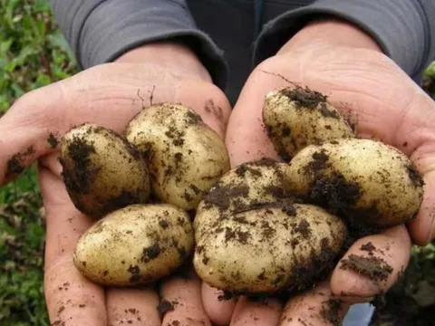 Bí ẩn giống khoai tây đắt đỏ nhất thế giới, gần 30 triệu/kg, sự thật khiến nhiều người bất ngờ