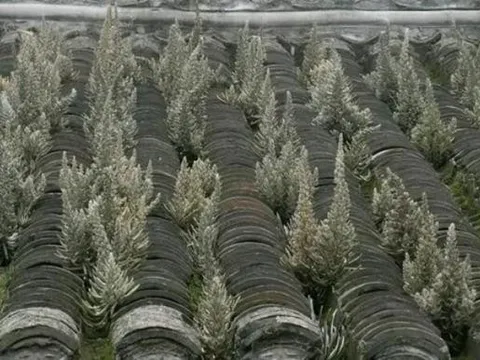 Bí ẩn một loại cây được ví như "thần nhà" và "thần tài": Thương lái Trung Quốc gom mua để làm gì?