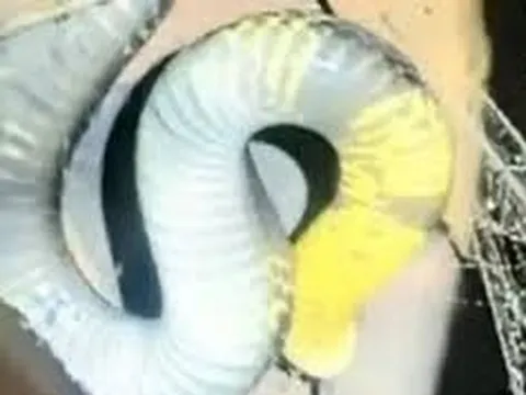 Kinh hãi rắn hổ mang chúa dài 3,5m nằm vắt vẻo trên xà nhà, hai vợ chồng già thức trắng suốt đêm vì sợ