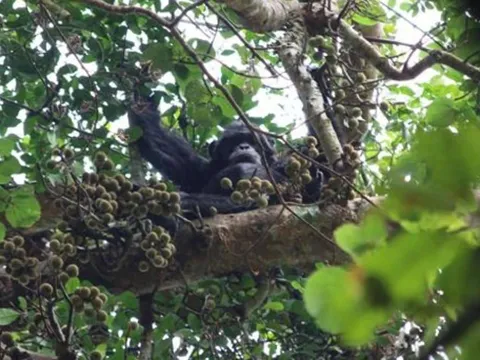 Khám phá bất ngờ: Tinh tinh biết "nhậu", dùng đồ uống có cồn như người mỗi ngày