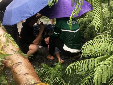 Cây phượng lâu năm bất ngờ gãy đôi giữa phố, đè trúng người đi đường