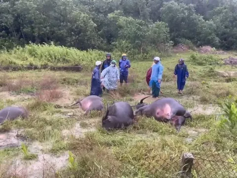 Đau lòng: 3 vụ điện giật liên tiếp – 2 người không qua khỏi, 4 con trâu chết