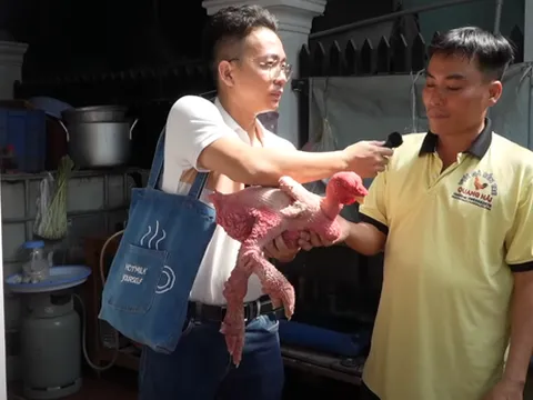 500 triệu cho con gà không lông độc nhất ở Việt Nam: Bí mật đằng sau thú chơi xa xỉ