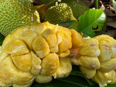 Không phải sơn hào hải vị, Việt Nam sở hữu loại quả thơm nức: Người Tây tò mò, báo Anh gọi là “viên ngọc ẩm thực của châu Á”