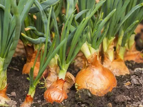 Muốn bồi bổ không nhất thiết phải tốn kém: 3 loại rau củ giá rẻ tưởng bình thường, lại chứa dưỡng chất quý cho nam giới