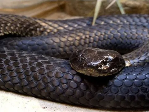 Bị rắn độc cắn khi đang làm đồng, người phụ nữ rơi vào hôn mê: 12 giờ giành lại sự sống