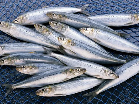 Không phải cá hồi, đây là 3 loại cá “bổ của bổ” được chuyên gia Mỹ khuyên ăn: Số 1 là "quán quân" omega-3, bán đầy chợ Việt