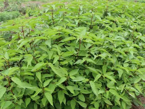 Nhìn thì ngán, ăn lại nhớ: Thứ rau "nhơn nhớt", bán đầy chợ Việt nhưng nhiều người chê hóa ra lại là “kho dinh dưỡng” ít ai ngờ