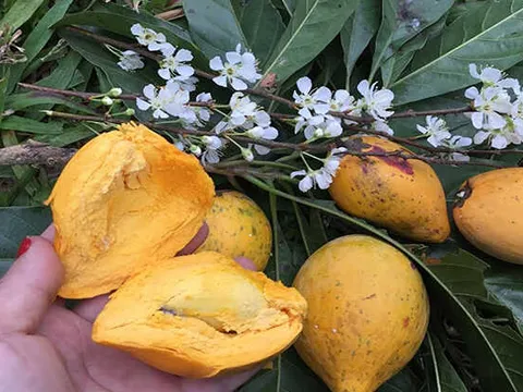 Một loại quả quê âm thầm "lột xác": Xưa rụng đầy gốc không ai ăn nay được săn lùng vì một lý do đặc biệt