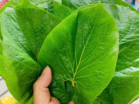 Một loại lá mọc bờ bụi xưa ít ai biết nay được dân sành ăn săn lùng: Giá tới 250.000 đồng/kg, là “linh hồn” món nướng