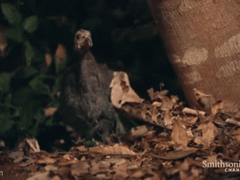 Clip: Màn phục kích lạnh gáy, rắn hổ lục gaboon tung đòn chí mạng hạ gục gà lôi trong nháy mắt