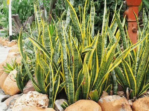 4 “vua sống sót” trong làng cây cảnh: Sống dai đến khó tin, dân bận rộn cứ trồng là hợp