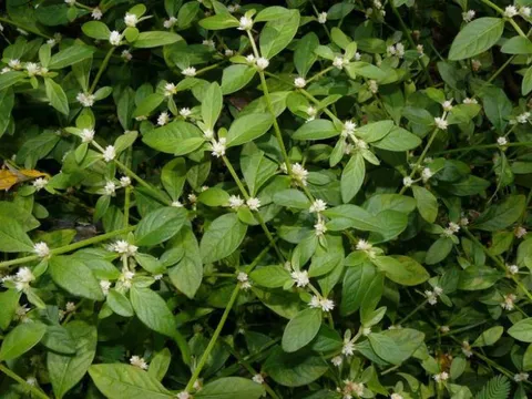 Từng mọc đầy ven mương, chỉ để cho gia súc ăn, loại rau này nay “đổi vai” thành đặc sản được săn tìm